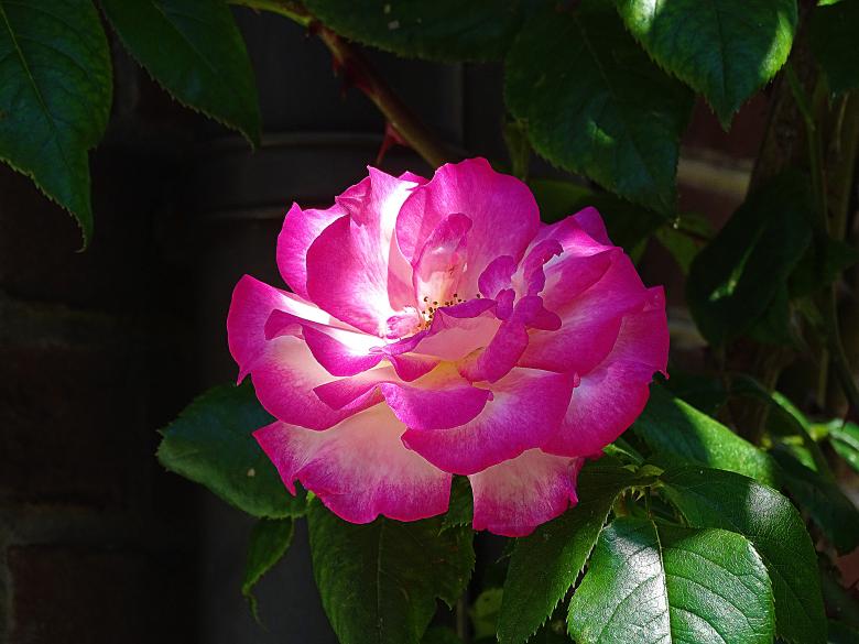 Free stock image of Pink and White Rose created by Hans Zeilstra
