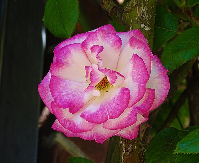 Free stock image of White and Pink Rose created by Hans Zeilstra