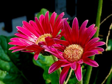 Free Stock Photo of Two Red Flowers