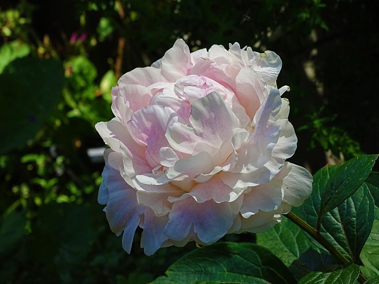 Free stock image of White Flower in Bloom created by Hans Zeilstra