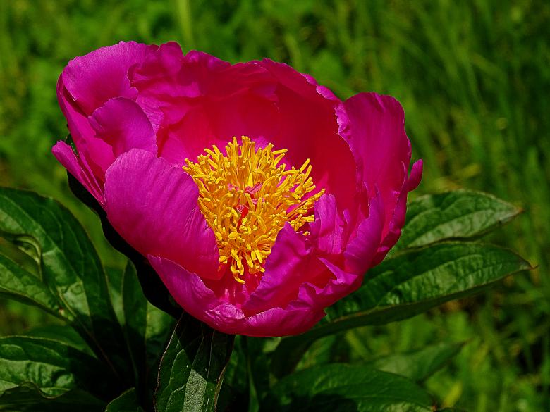 Free stock image of Purple Flower in Summer created by Hans Zeilstra