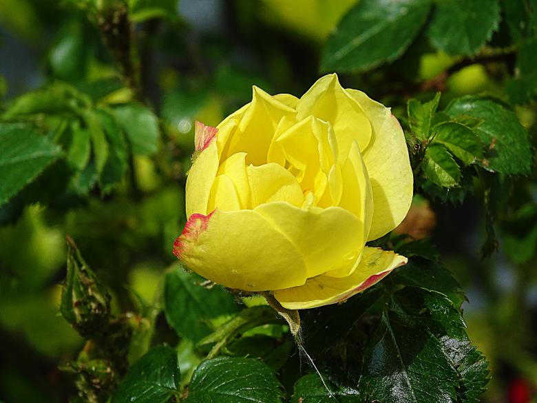 Free stock image of Yellow Rose in Summer created by Hans Zeilstra