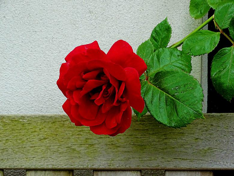 Free stock image of Red Rose - Amsterdam created by Hans Zeilstra