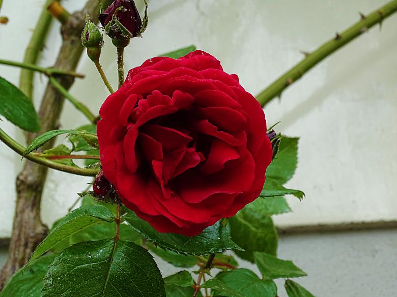 Free stock image of Red Rose in Bloom created by Hans Zeilstra