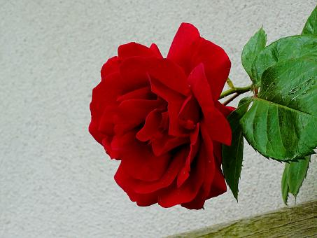Free Stock Photo of Red Rose Up Close
