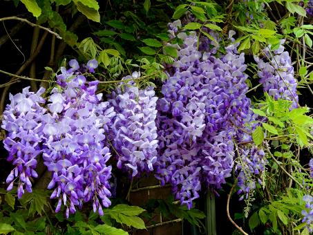 Blue Rain - Flowers - Free Stock Photo