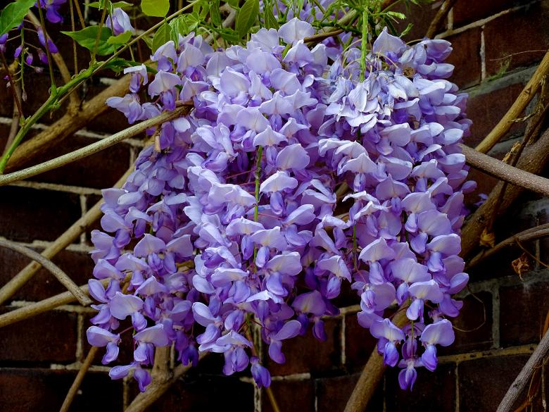 Free stock image of Purple Rain created by Hans Zeilstra