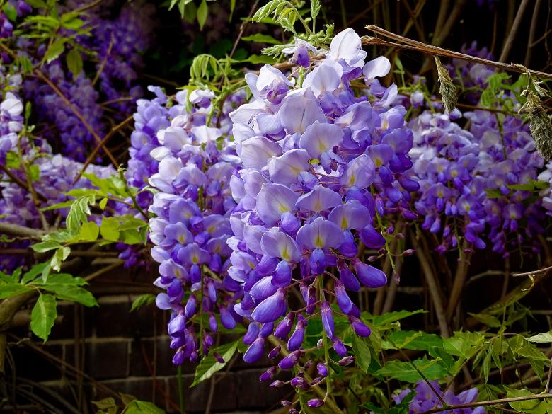 Free stock image of Succulent Blue Flowers created by Hans Zeilstra