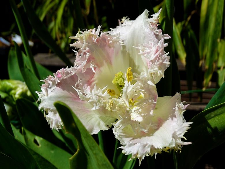 Free stock image of White and Pink Tattered Flower created by Hans Zeilstra