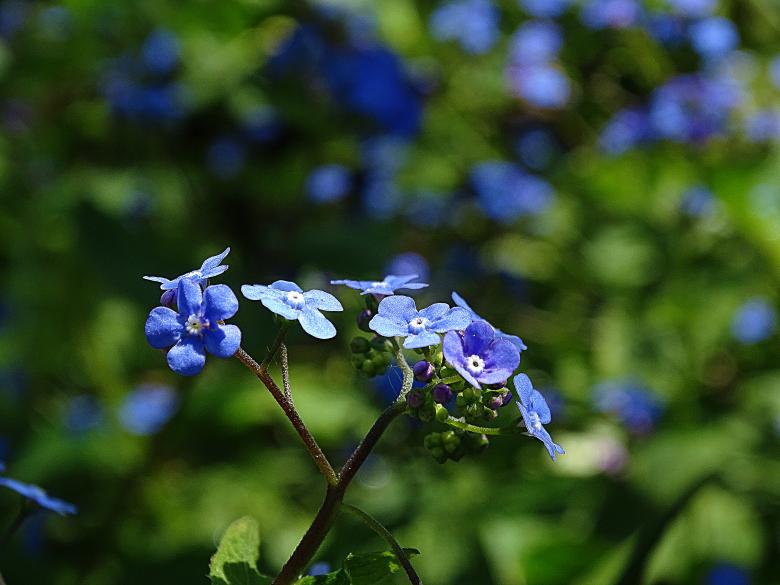 Free stock image of Blue Tiny Flowers created by Hans Zeilstra