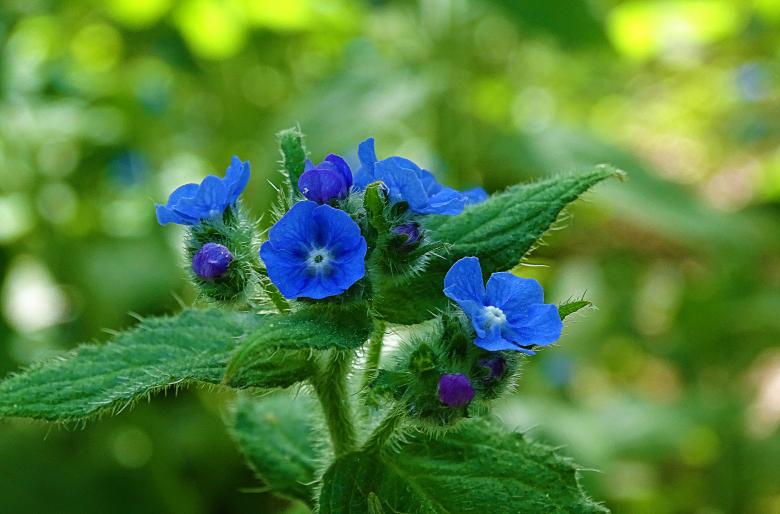 Free stock image of Small Blue Flowers created by Hans Zeilstra