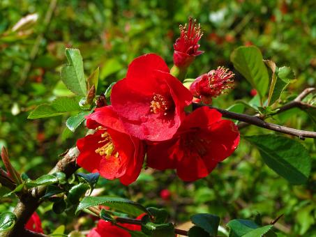 Free Stock Photo of Red Flowers on Tree