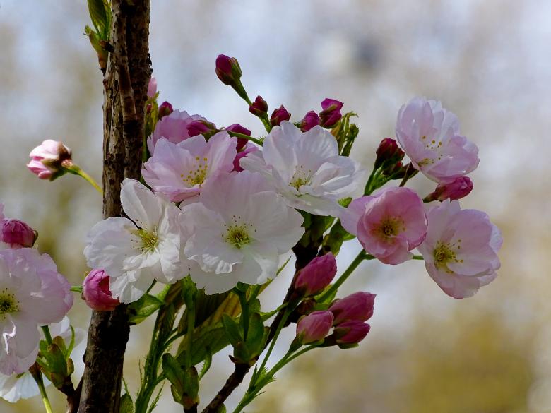 Free stock image of Pink and White Blossoms created by Hans Zeilstra
