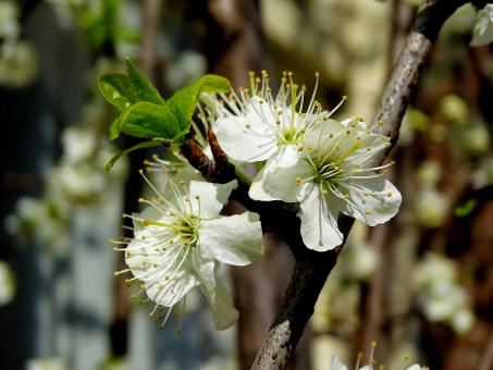 Free Stock Photo of White Blossoms Closeup