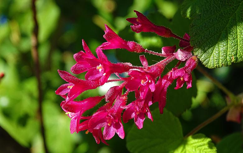 Free stock image of Pink Blossoms created by Hans Zeilstra