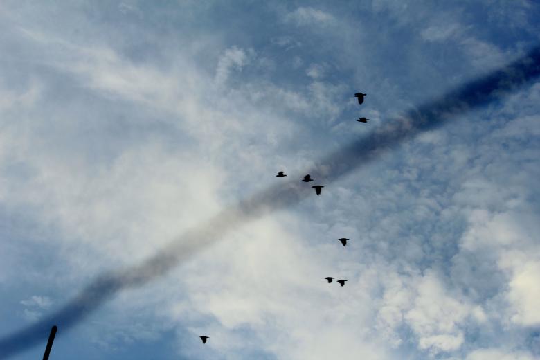 Free stock image of Birds in a Blue Sky created by Moon  Bhuyan