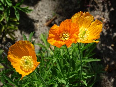 Free Stock Photo of Orange Summer Blooms