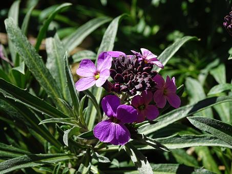 Free Stock Photo of Small Purple Flowers