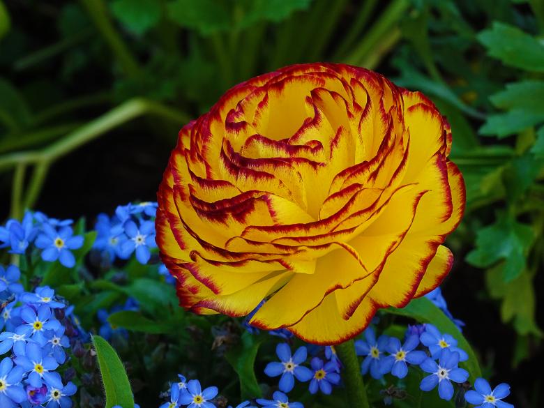 Free stock image of Yellow Rose with Blue Flowers in Background created by Hans Zeilstra