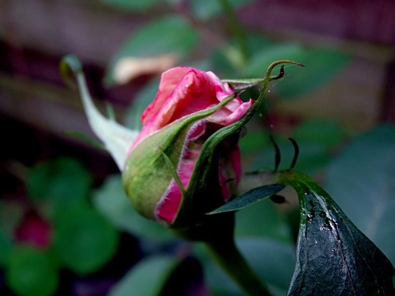 Free stock image of The flower emerges from the bud created by Hans Zeilstra