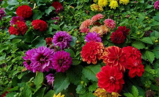 Free Stock Photo of Flower Carpet