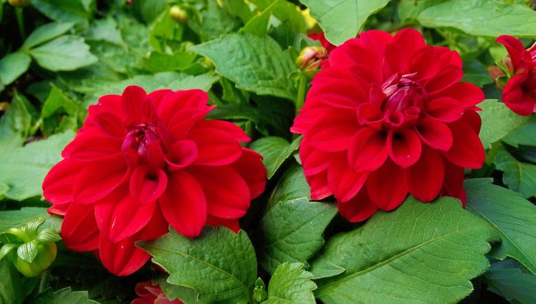 Free stock image of Red Flowers in Summer created by Hans Zeilstra