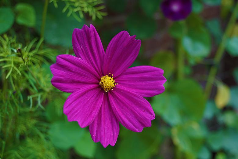 Free stock image of Purple Delicate Flower created by Hans Zeilstra