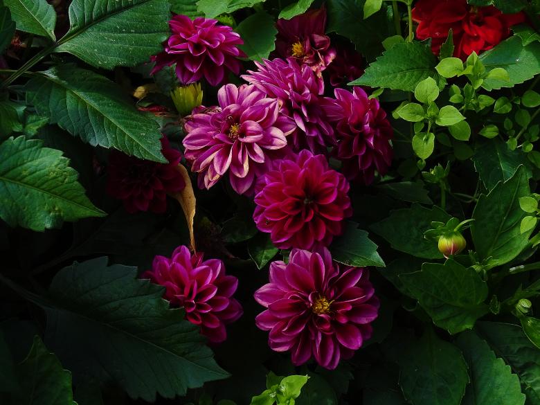 Free stock image of Dark Pink Flower Bouquet created by Hans Zeilstra