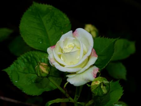 Free Stock Photo of White Rose and Green Leaves