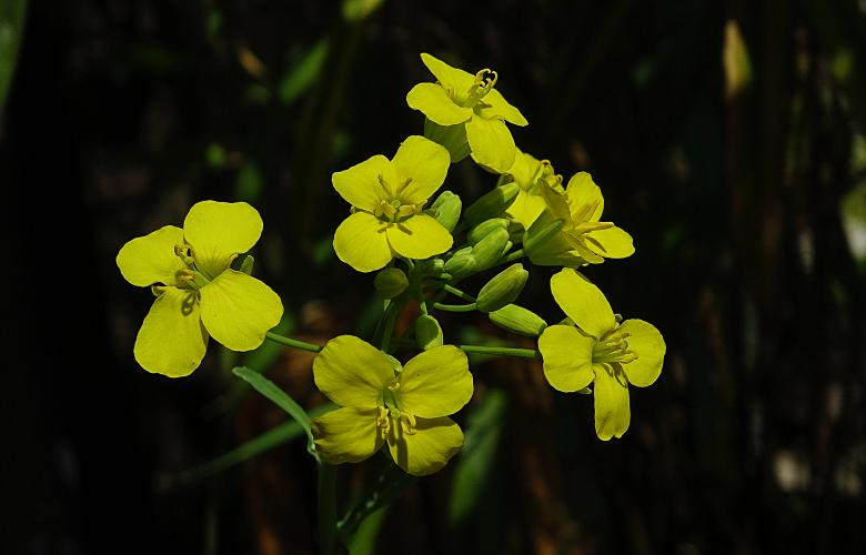 Free stock image of Yellow Tiny Flowers created by Hans Zeilstra
