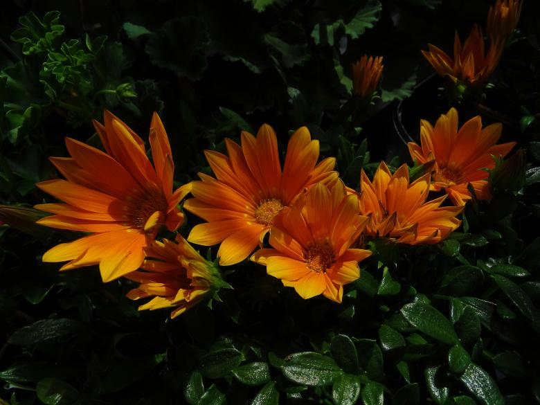 Free stock image of Dark Orange Flowers created by Hans Zeilstra