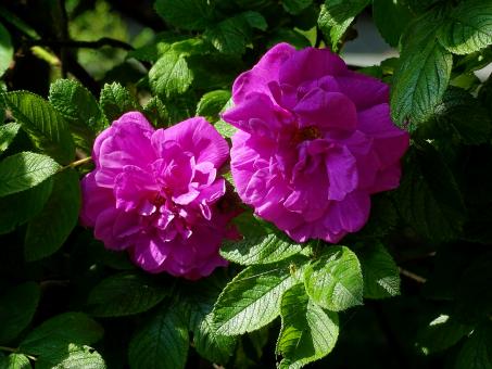 Free Stock Photo of Vivid Pink Flowers