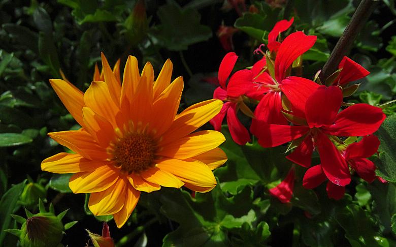 Free stock image of Orange and Red Flowers in Bloom created by Hans Zeilstra