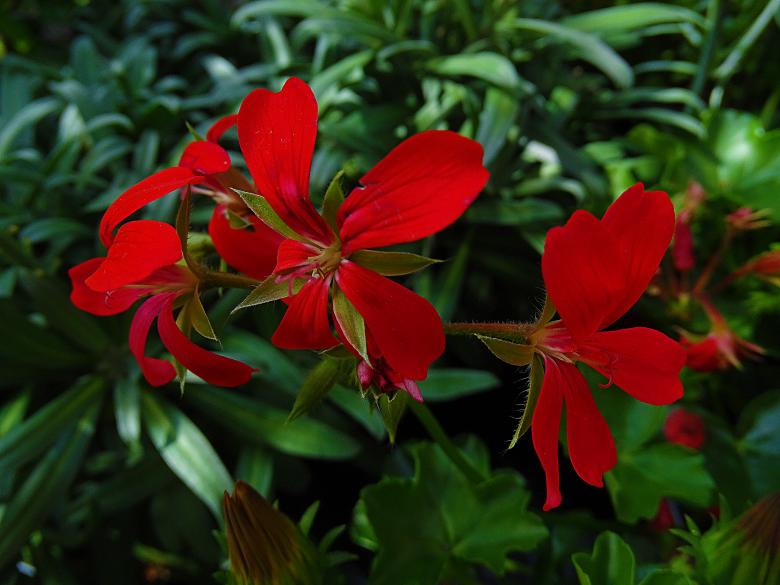 Free stock image of Red Flower in a Garden created by Hans Zeilstra