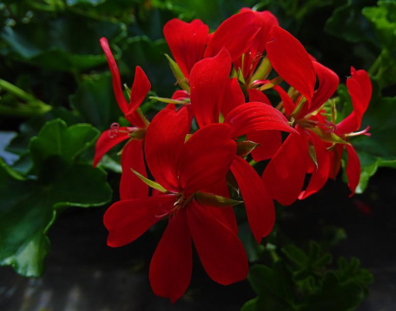 Free stock image of Red Flowers - Dark created by Hans Zeilstra