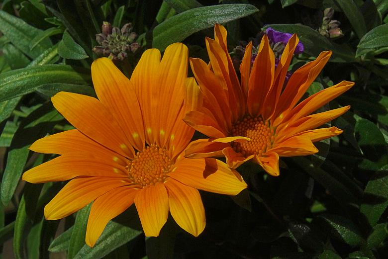 Free stock image of Pair of Orange Flowers created by Hans Zeilstra