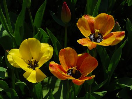 Free Stock Photo of Yellow and Orange Tulips