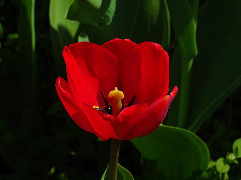 Free stock image of Single Red Tulip created by Hans Zeilstra