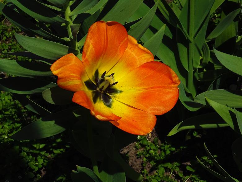 Free stock image of Orange and Yellow Tulip created by Hans Zeilstra