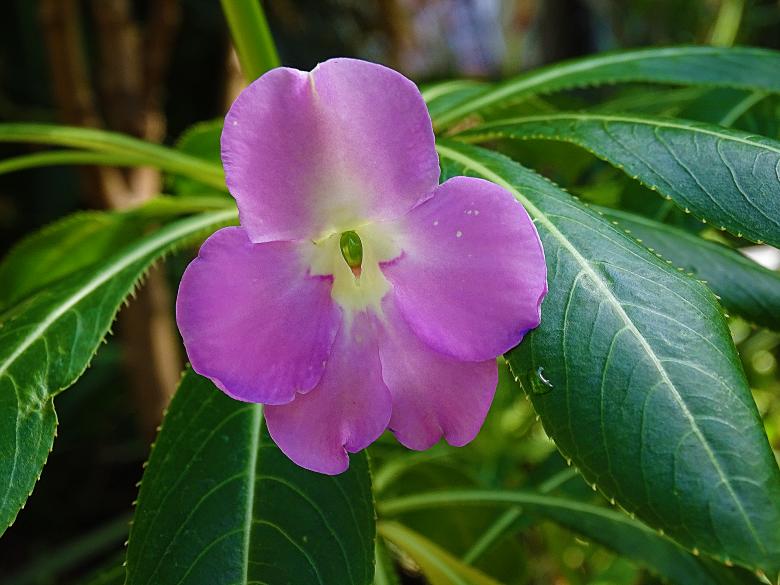 Free stock image of Pink Flower with Green Leaves created by Hans Zeilstra