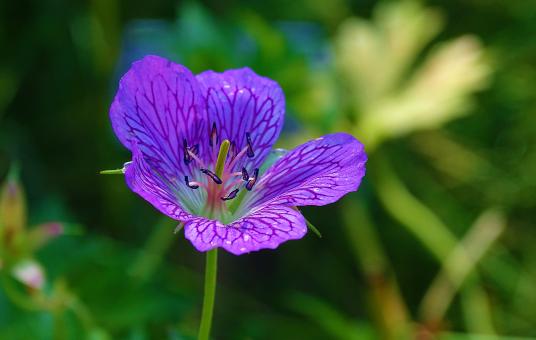 Free Stock Photo of Purple Single Flower Macro