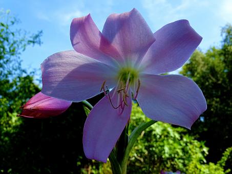 Free Stock Photo of Pink Flower in Park