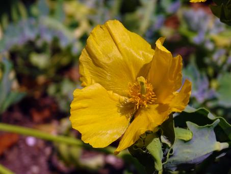 Free Stock Photo of Yellow Flower in Park