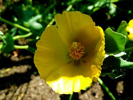 Free Stock Photo of Yellow Flower in Sunshine