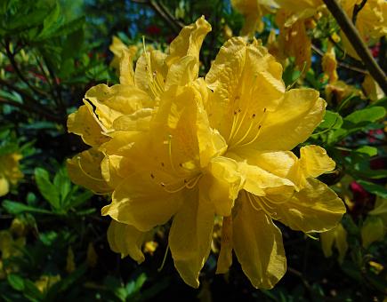 Free Stock Photo of Yellow Flower in Bloom