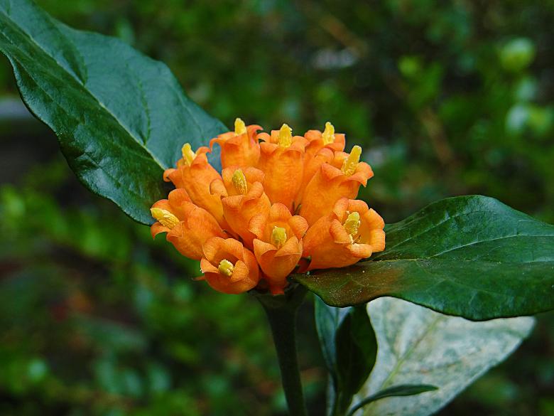 Free stock image of Small Orange Flower created by Hans Zeilstra