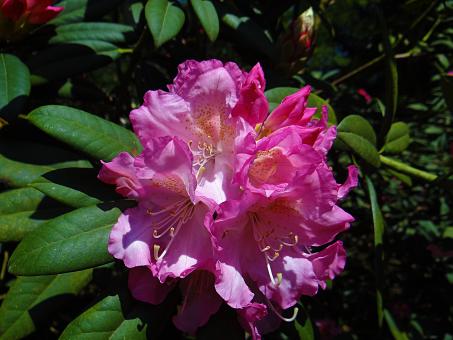 Free Stock Photo of Lush Pink Flower