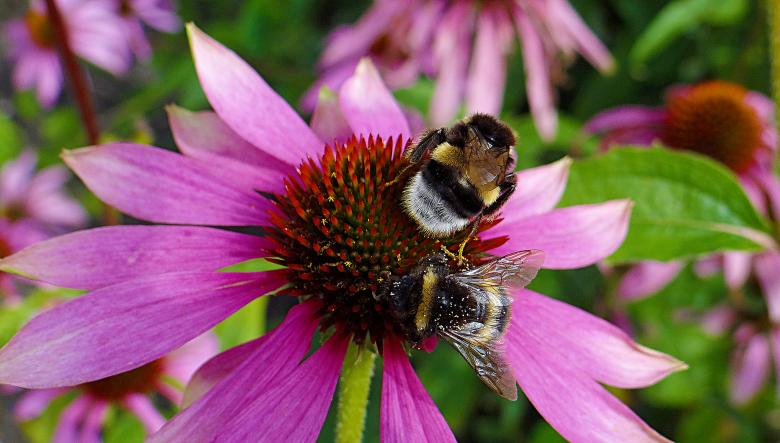 Free stock image of Bees on Pink Flower created by Hans Zeilstra