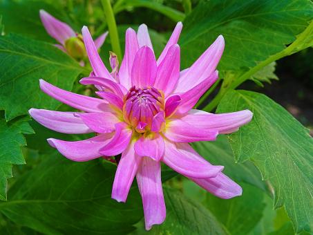 Free Stock Photo of Vivid Pink Flower