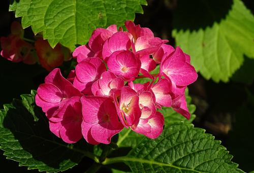 Free Stock Photo of Pink Flowers in Summer